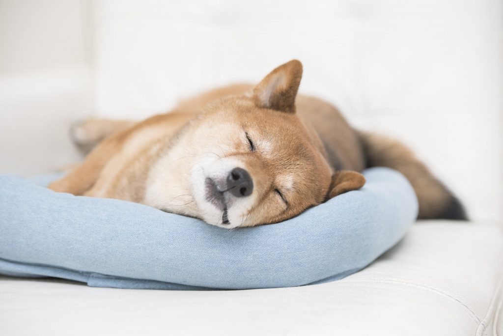 一人暮らしで飼っているペットイメージ