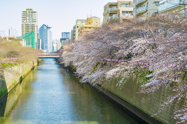 目黒川桜　