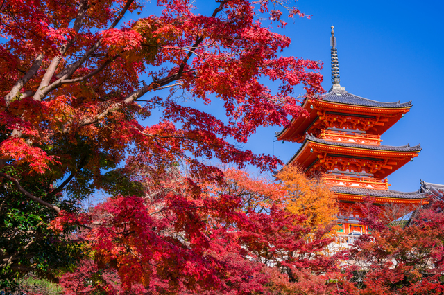 紅葉　京都　